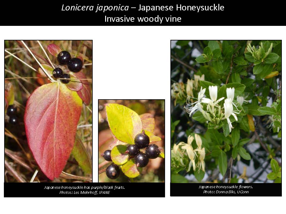Lonicera japonica – Japanese Honeysuckle Invasive woody vine