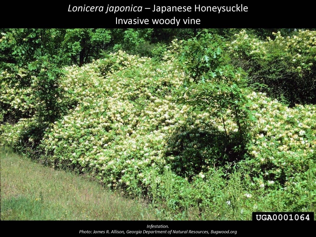 Lonicera japonica – Japanese Honeysuckle Invasive woody vine
