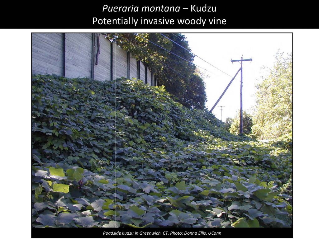 Pueraria montana – Kudzu Potentially invasive woody vine