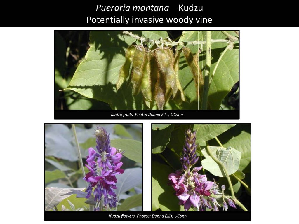 Pueraria montana – Kudzu Potentially invasive woody vine