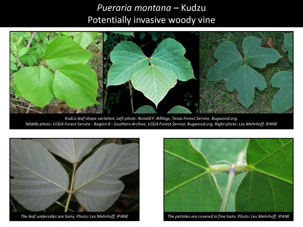Pueraria montana – Kudzu Potentially invasive woody vine