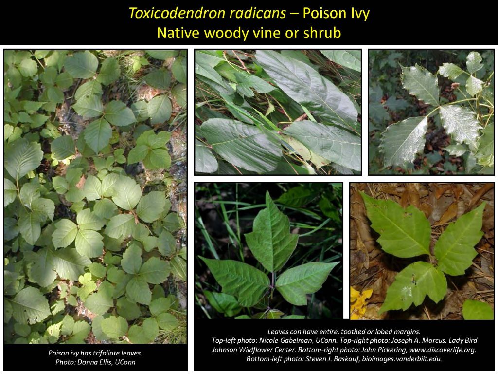 Toxicodendron radicans – Poison Ivy Native woody vine or shrub