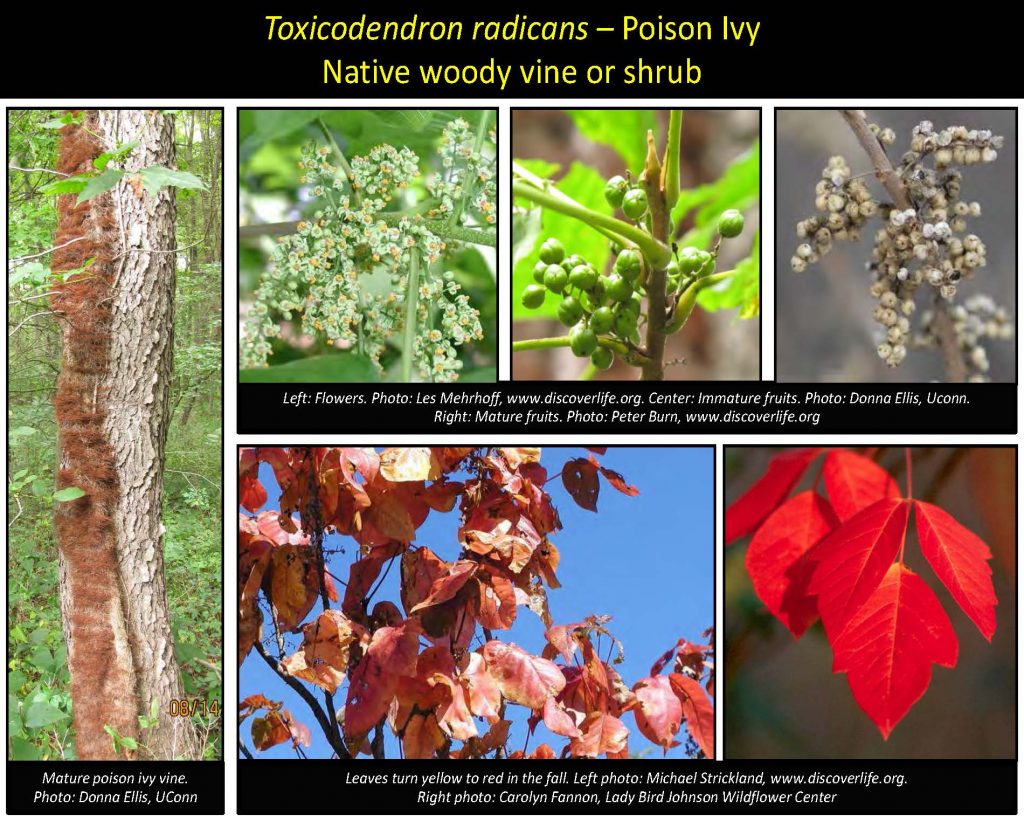 Toxicodendron radicans – Poison Ivy Native woody vine or shrub