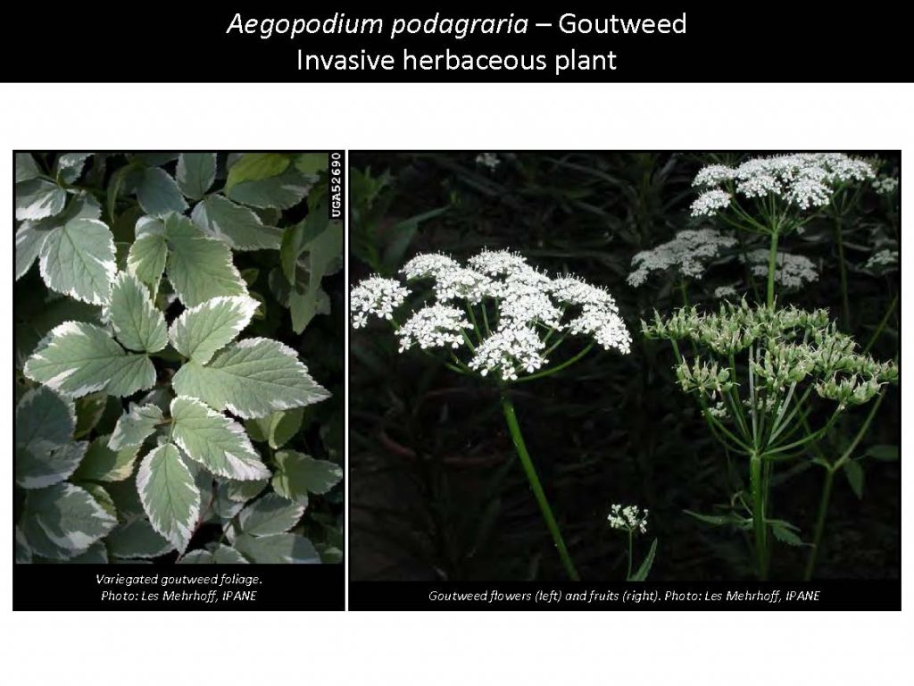 Aegopodium podagraria – Goutweed Invasive herbaceous plant