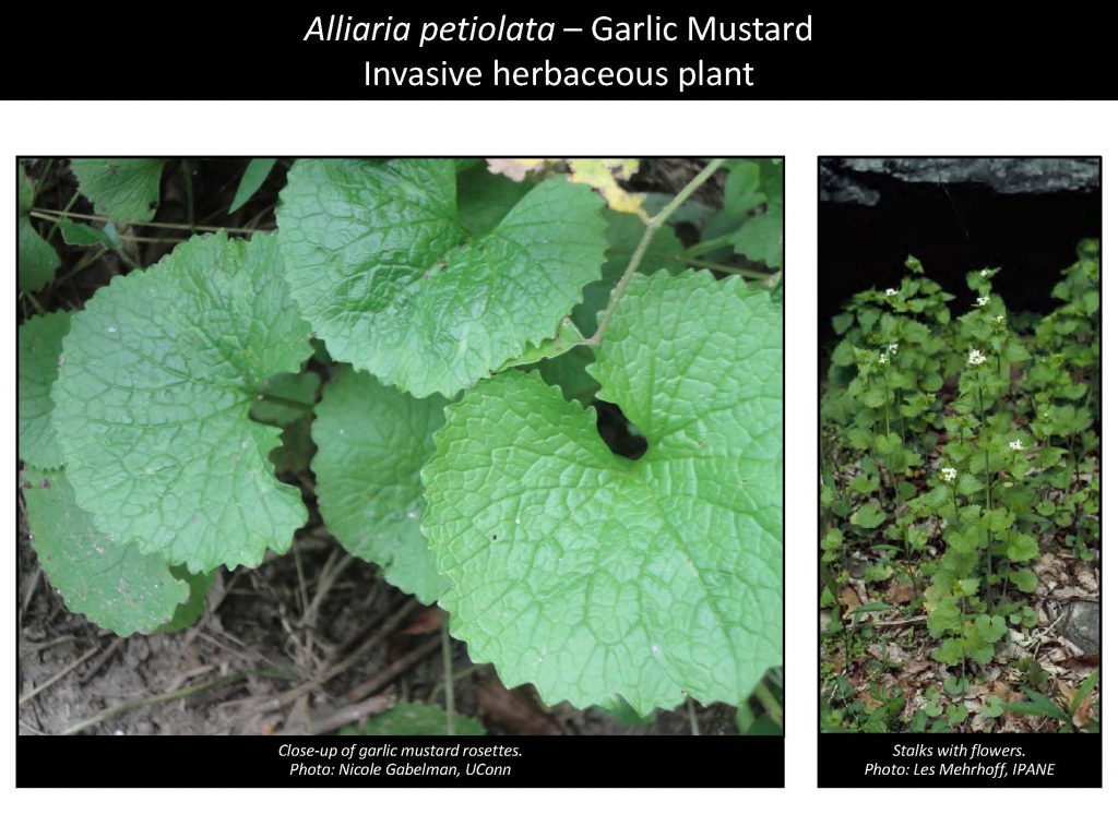 Alliaria petiolata – Garlic Mustard Invasive herbaceous plant