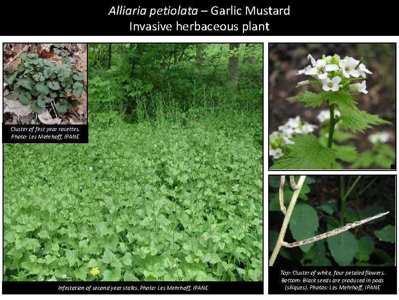 Alliaria petiolata – Garlic Mustard Invasive herbaceous plant