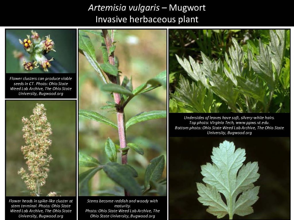 Artemisia vulgaris – Mugwort Invasive herbaceous plant
