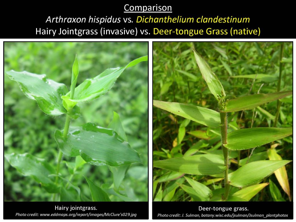 Comparison Arthraxon hispidus vs. Dichanthelium clandestinum Hairy Jointgrass (invasive) vs. Deer-tongue Grass (native)