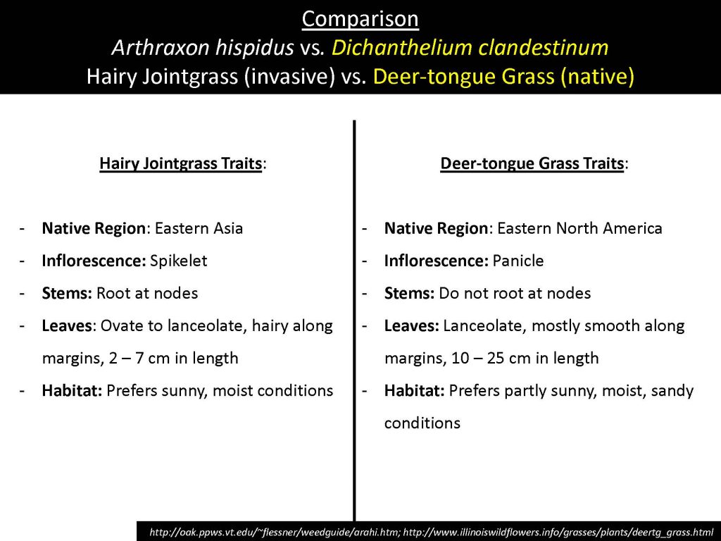 Comparison Arthraxon hispidus vs. Dichanthelium clandestinum Hairy Jointgrass (invasive) vs. Deer-tongue Grass (native)