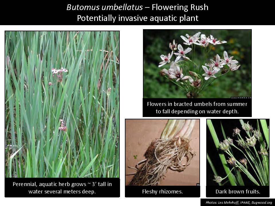 Butomus umbellatus – Flowering Rush Potentially invasive aquatic plant