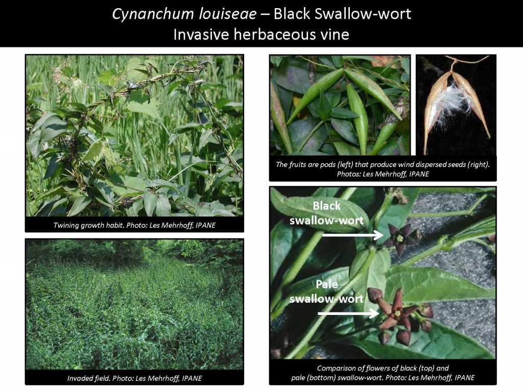 Cynanchum louiseae – Black Swallowwort Invasive herbaceous vine