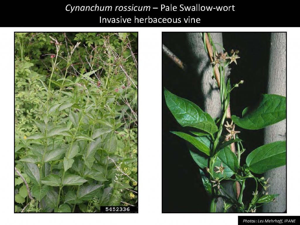 Cynanchum rossicum – Pale Swallowwort Invasive herbaceous vine