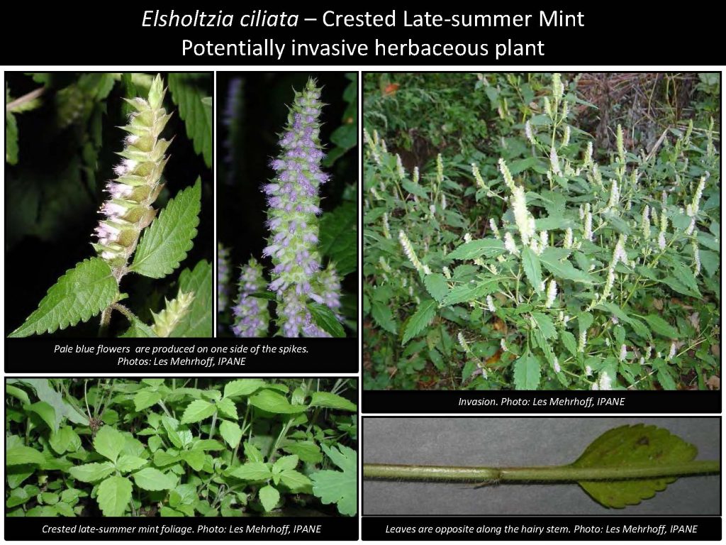 Egeria densa – Brazillian Waterweed Potentially invasive aquatic plant