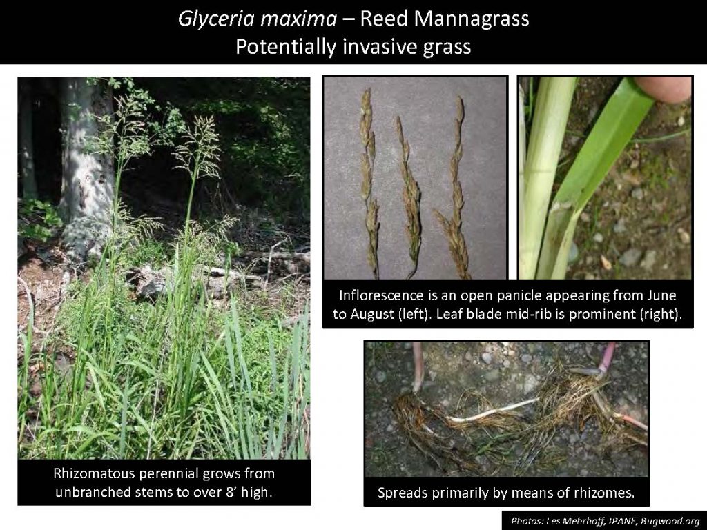 Glyceria maxima – Reed Mannagrass Potentially invasive grass