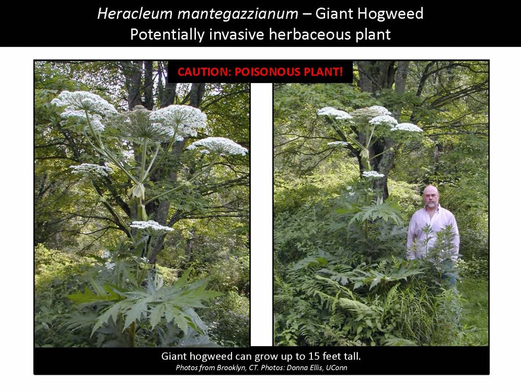Heracleum mantegazzianum – Giant Hogweed Potentially invasive herbaceous plant