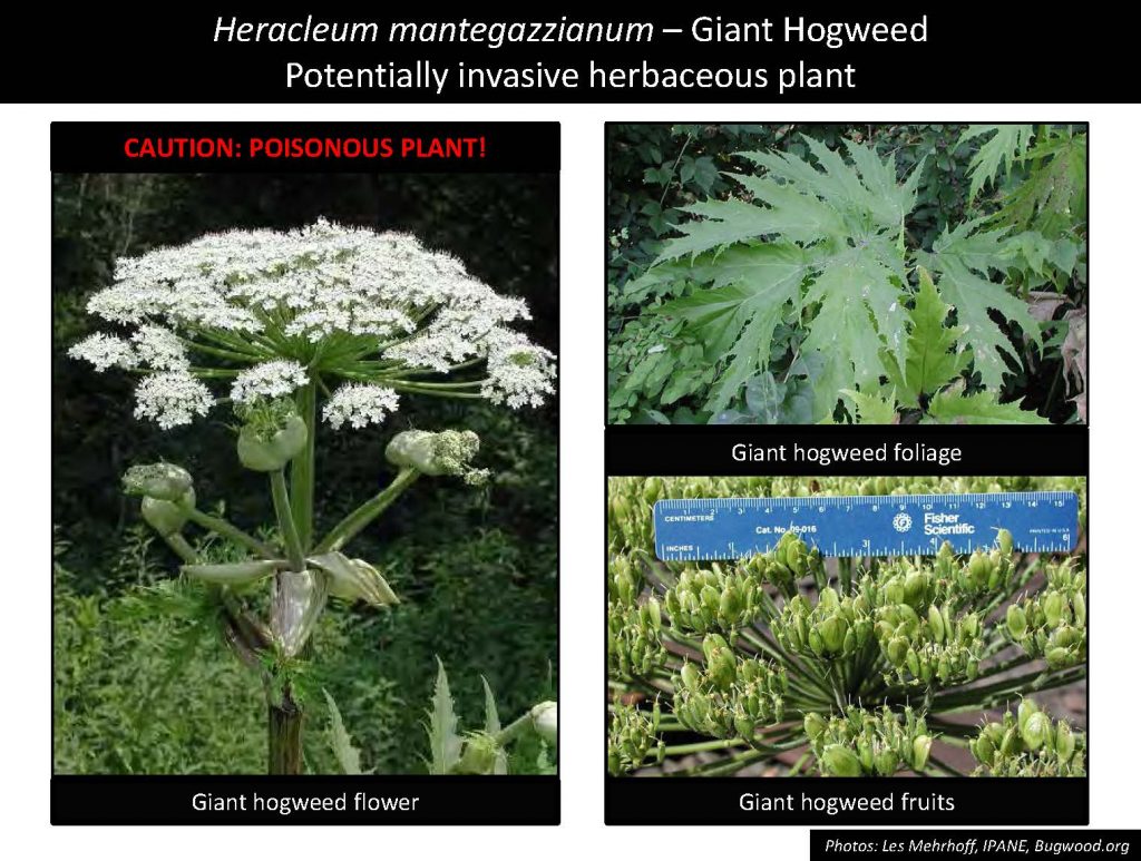 Heracleum mantegazzianum – Giant Hogweed Potentially invasive herbaceous plant