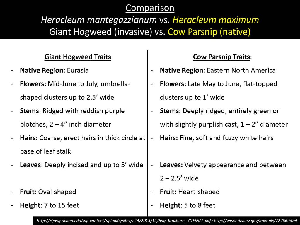 Comparison Heracleum mantegazzianum vs. Heracleum maximum Giant Hogweed (invasive) vs. Cow Parsnip (native)