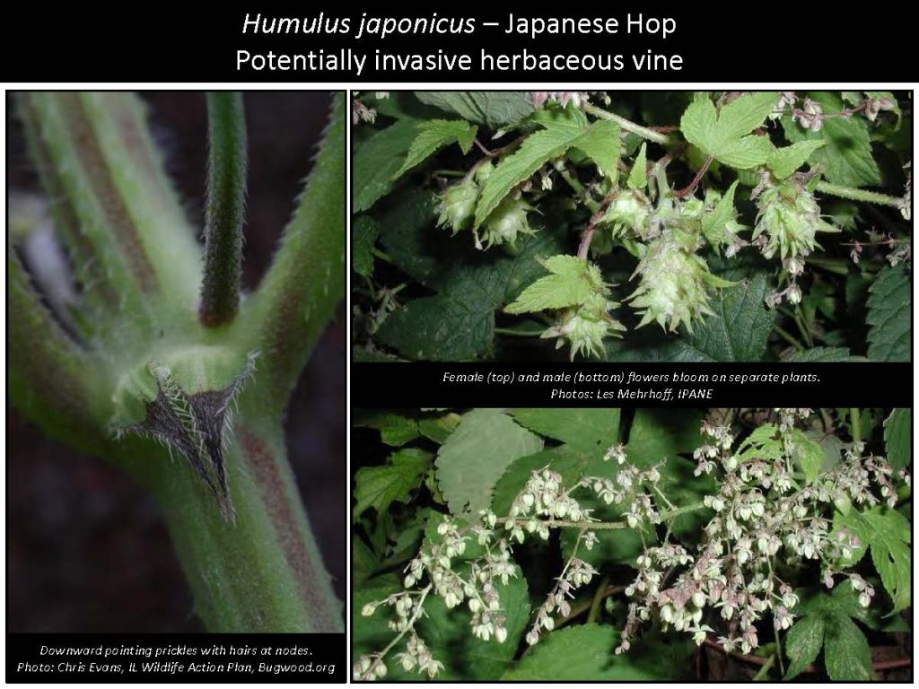 Humulus japonicus – Japanese Hop Potentially invasive herbaceous vine