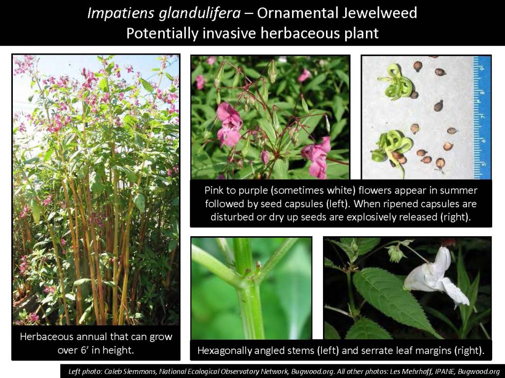 Impatiens glandulifera – Ornamental Jewelweed Potentially invasive herbaceous plant