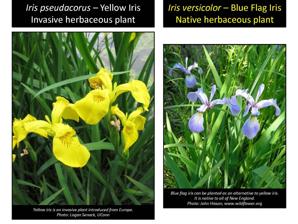 wenstein, Bugwood.org Iris pseudacorus – Yellow Iris Invasive herbaceous plant Iris versicolor – Blue Flag Iris Native herbaceous plant