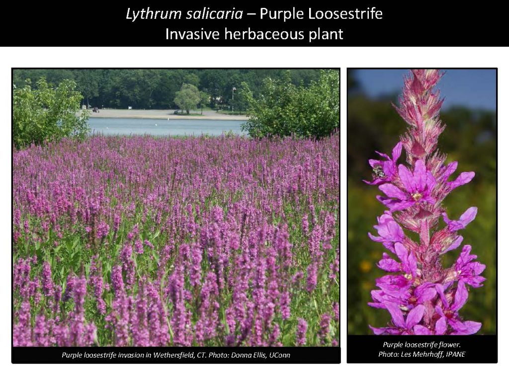 Lythrum salicaria – Purple Loosestrife Invasive herbaceous plant