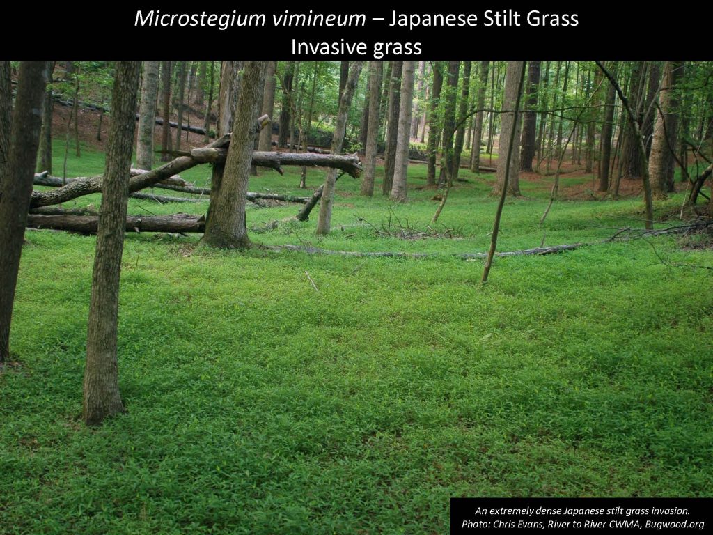 Microstegium vimineum – Japanese Stilt Grass Invasive grass