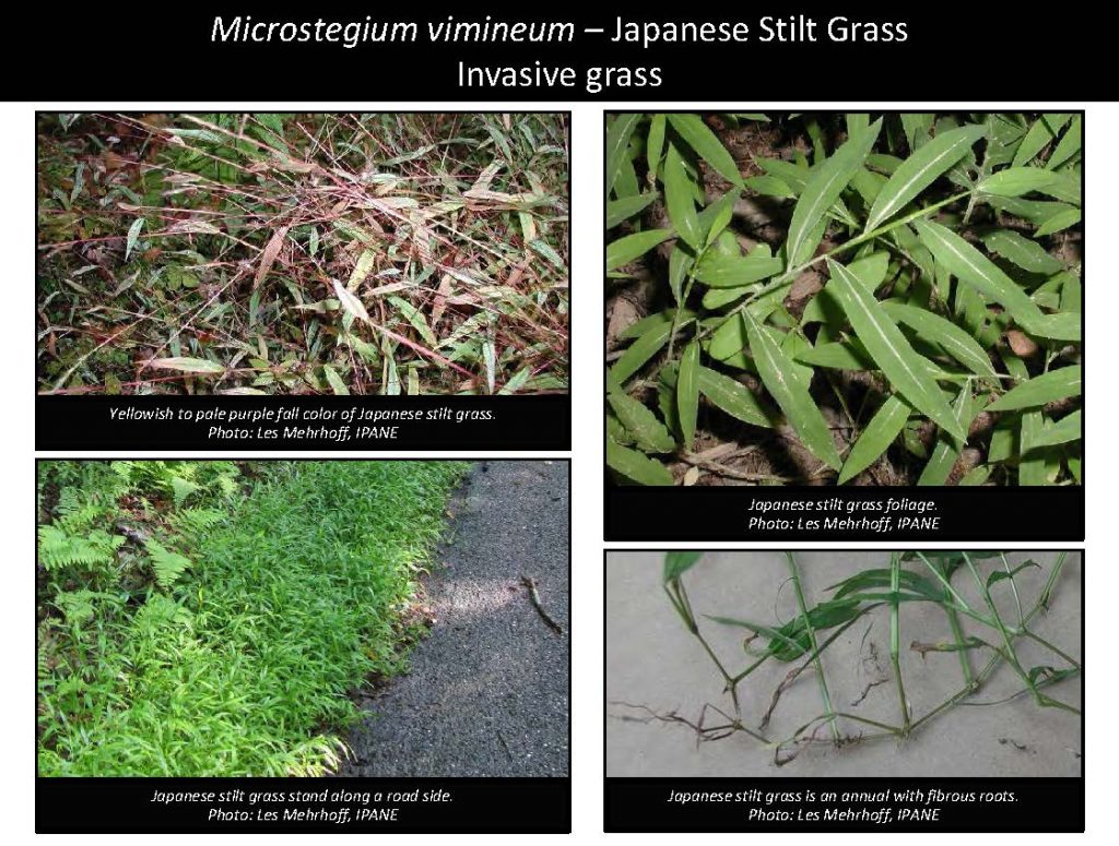 Microstegium vimineum – Japanese Stilt Grass Invasive grass