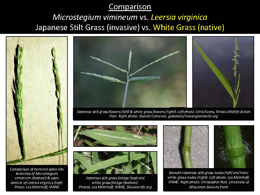 Comparison Microstegium vimineum vs. Leersia virginica Japanese Stilt Grass (invasive) vs. White Grass (native)