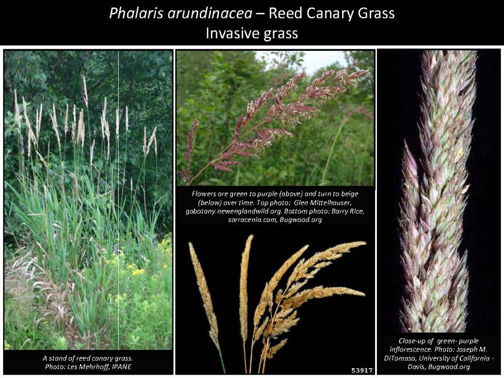 Phalaris arundinacea – Reed Canary Grass Invasive grass