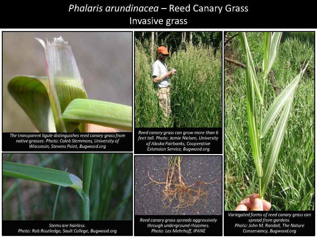 Phalaris arundinacea – Reed Canary Grass Invasive grass