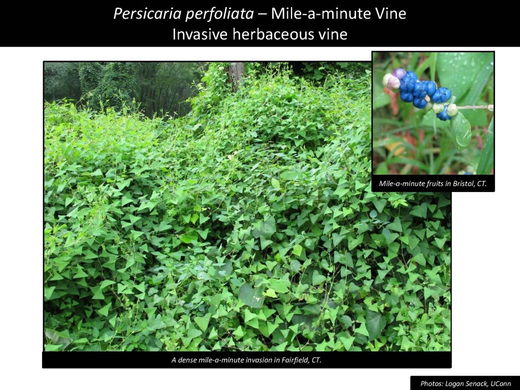 Persicaria perfoliata – Mile-a-minute Vine Invasive herbaceous vine
