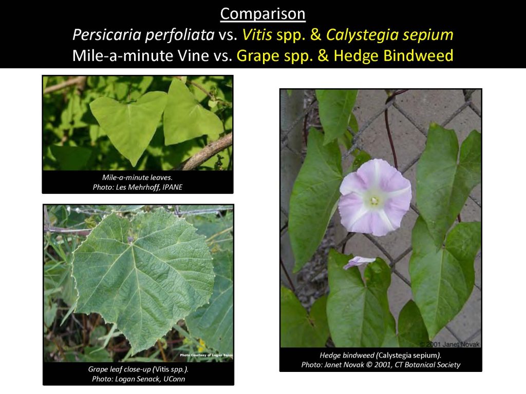 Comparison Persicaria perfoliata vs. Vitis spp. & Calystegia sepium Mile-a-minute Vine vs. Grape spp. & Hedge Bindweed