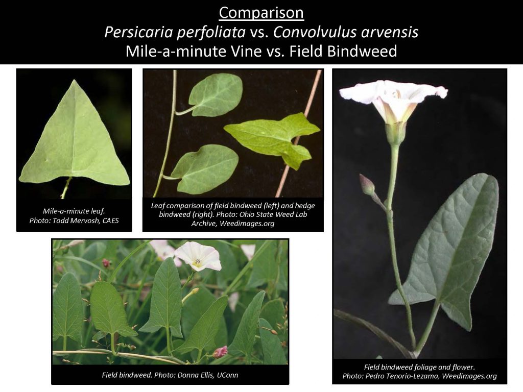 Comparison Persicaria perfoliata vs. Convolvulus arvensis Mile-a-minute Vine vs. Field Bindweed