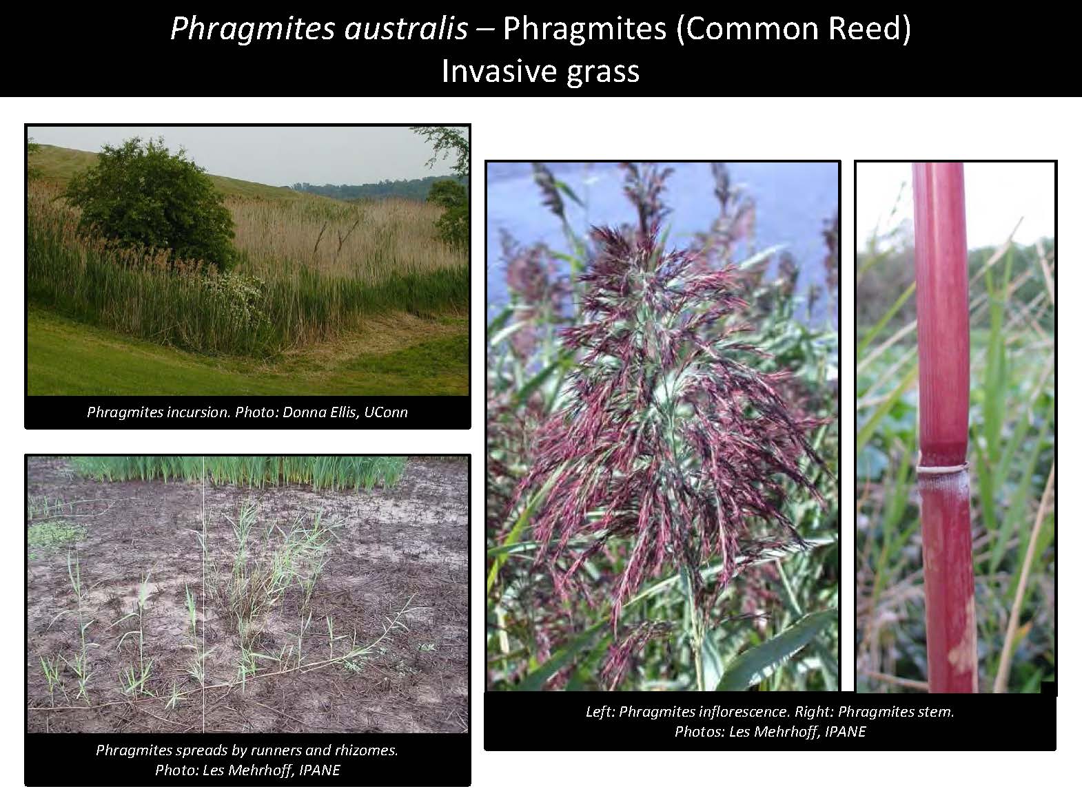 Phragmites australis – Phragmites (Common Reed) Invasive grass