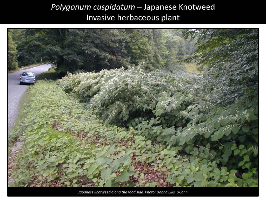 Polygonum cuspidatum – Japanese Knotweed Invasive herbaceous plant