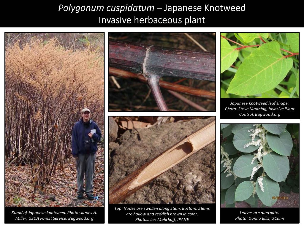Polygonum cuspidatum – Japanese Knotweed Invasive herbaceous plant