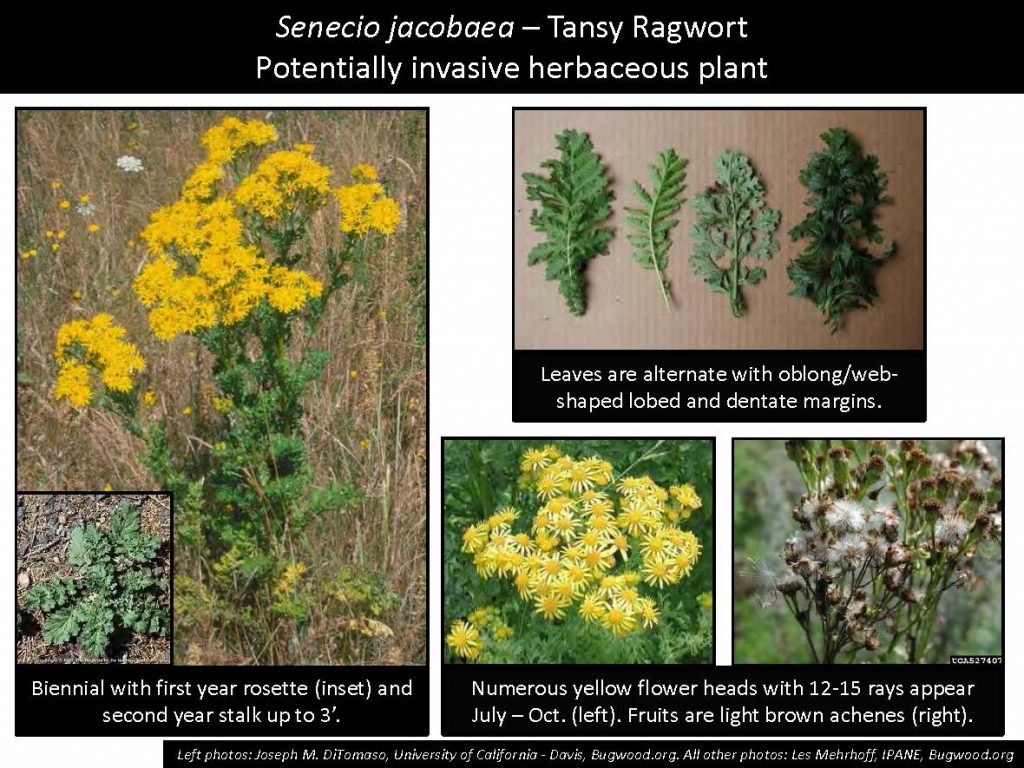 Senecio jacobaea – Tansy Ragwort Potentially invasive herbaceous plant