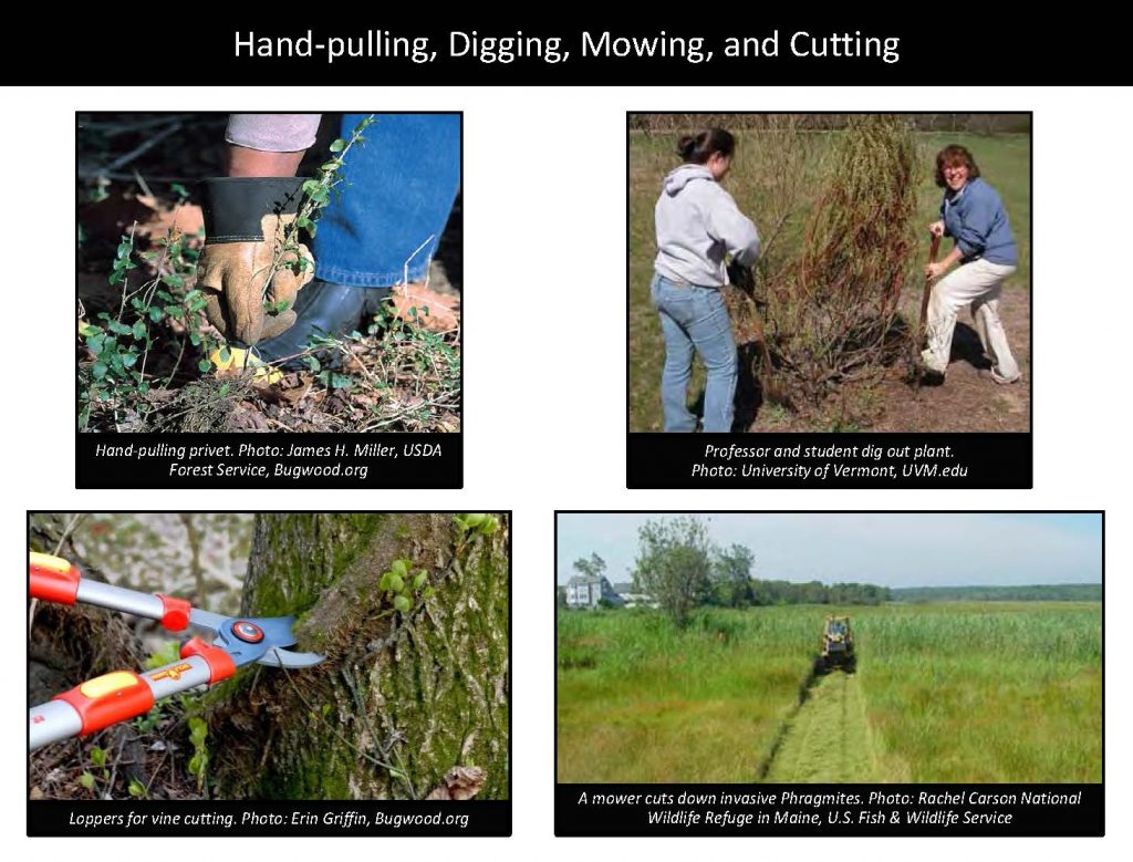 Hand-pulling, Digging, Mowing, and Cutting