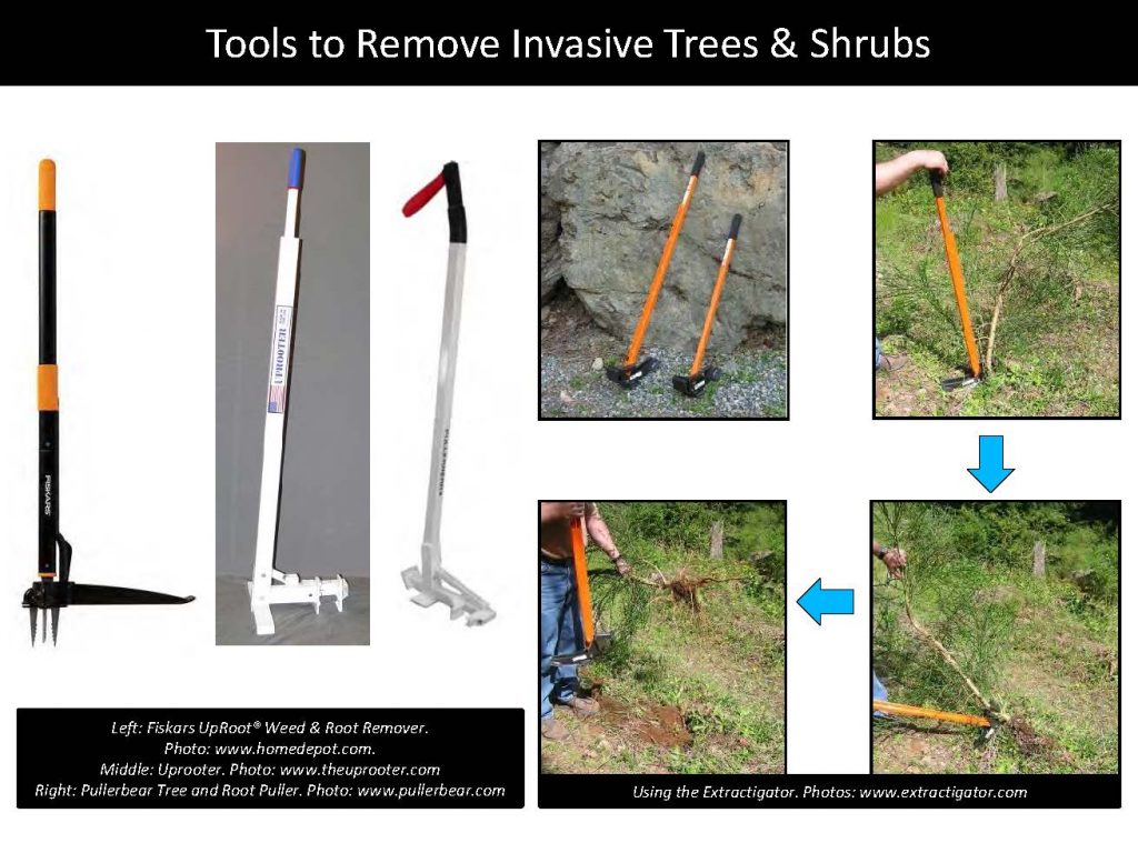 Tools to Remove Invasive Trees & Shrubs