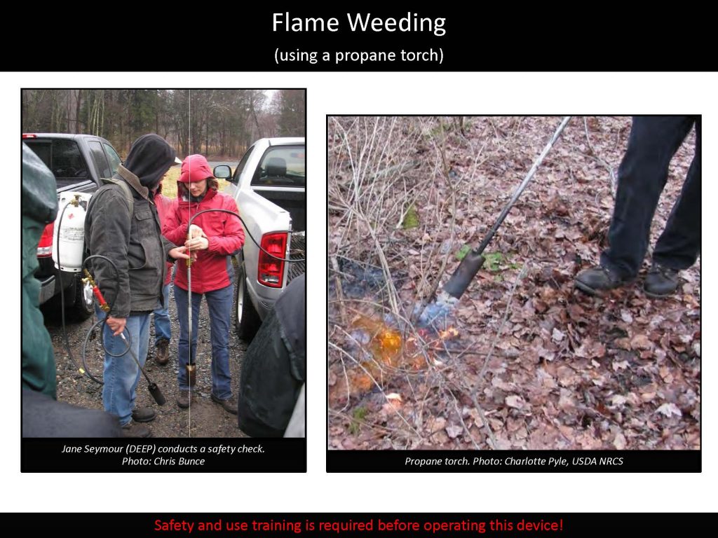 Flame Weeding (using a propane torch)