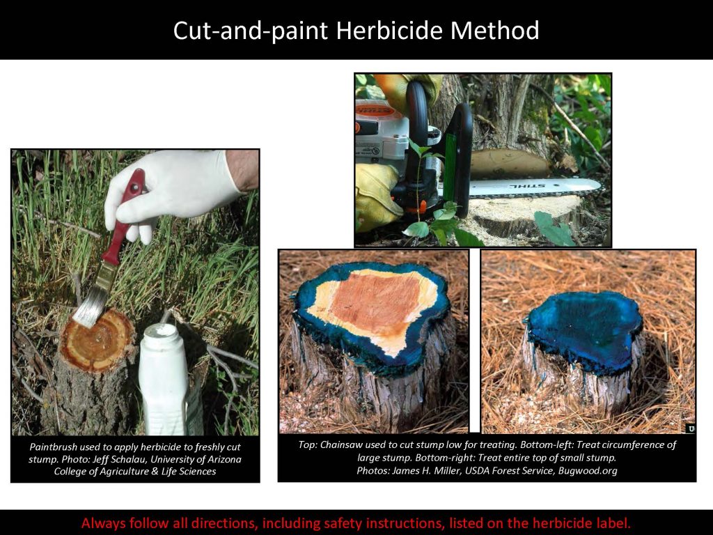 Cut-and-paint Herbicide Method