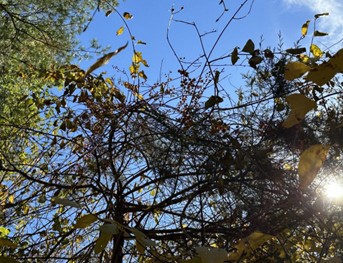 Bittersweet puzzles everywhere.