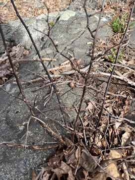 Bittersweet (on mid left side) and multiflora dead after treatment.