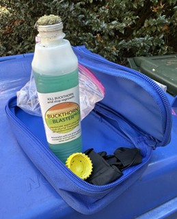 Buckthorn Blaster with basal oil + triclopyr ester