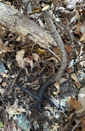 Dead buckthorn with black roots