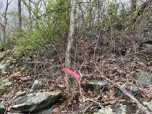 Common barberry dead after treatment. Multiflora behind wasn’t treated.