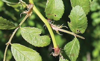 Multiflora rose “fringe” at base of leaves.