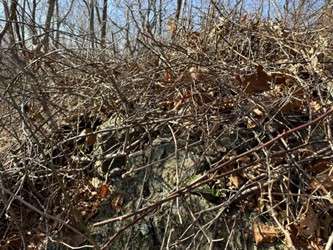 We concluded that Pathfinder II is worth the extra cost for its pre-mixed convenience, especially given we were using so little herbicide. It also has a minimal odor versus the strong smell of basal oil + triclopyr ester, which means its sponge dabber must be covered when not in use. We did not use Garlon 4 Ultra mixed 1:4 in basal oil, as described in the PennState site, but it is another option—please see their website. This terrain was flatish but hardly inviting