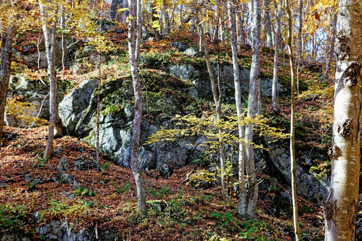 Photo of TriTown’s Lambert Mountain East by Carl Tjerandsen, TrailBoss and Volunteer