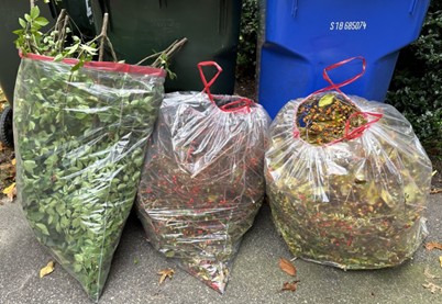The value of eliminating as much of the seed bank is well known in invasive management. From October 12 to November 15, 2023, invasive seeds were removed, filling a total of eight 50-gallon garbage bags and many smaller containers.
